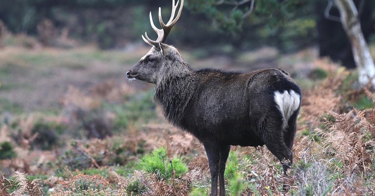 Captured moment of the Sika Deer, in Indonesia known as Rusa Sika.