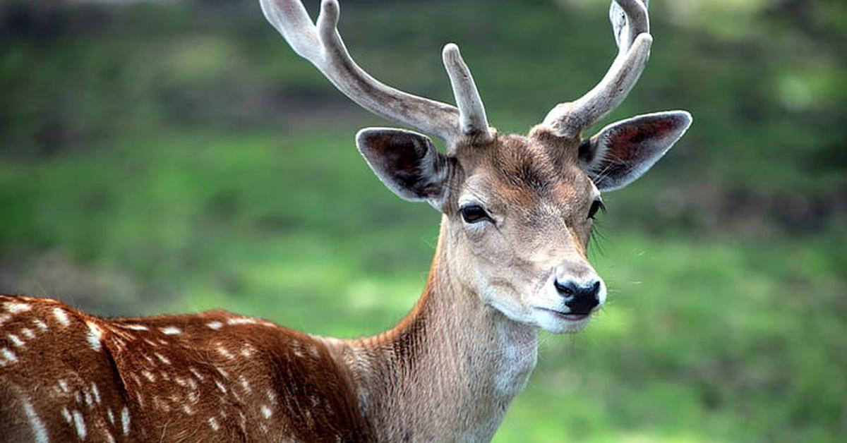 Vivid image of the Sika Deer, or Rusa Sika in Indonesian context.