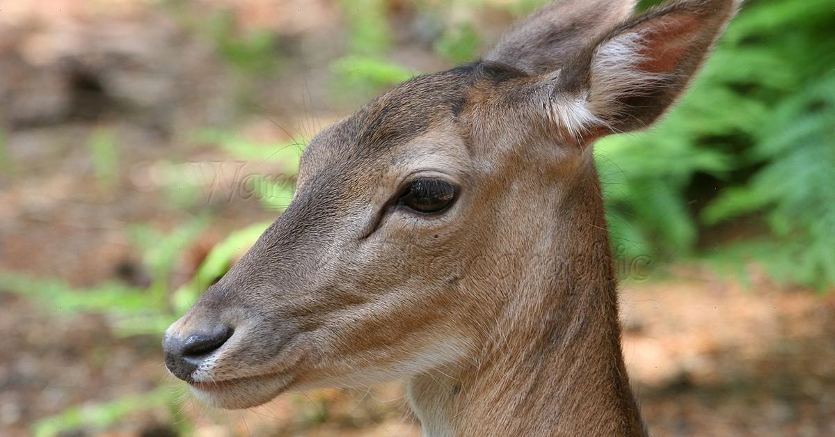 Image showcasing the Sika Deer, known in Indonesia as Rusa Sika.