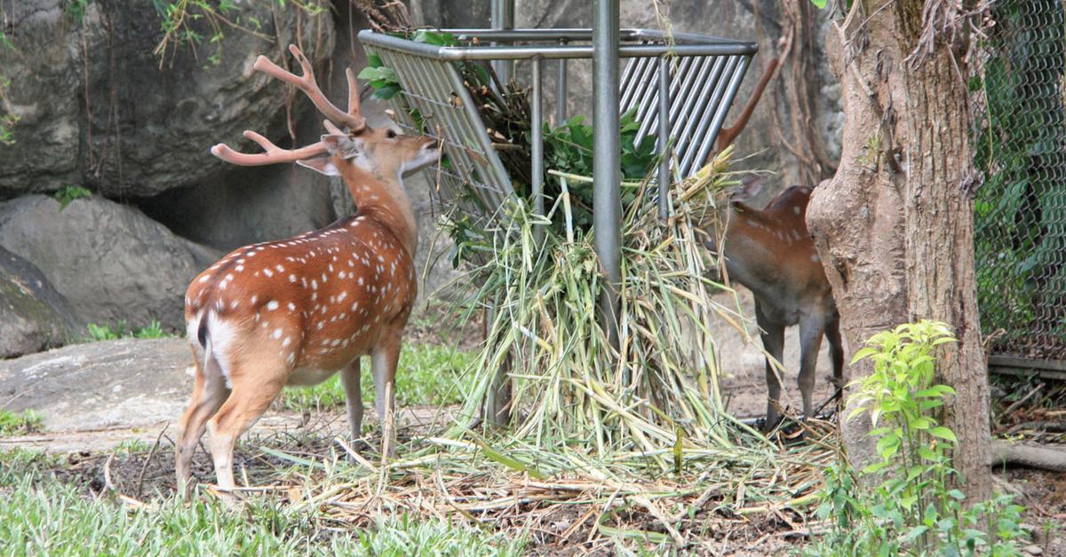 Captivating presence of the Sika Deer, a species called Cervus nippon.