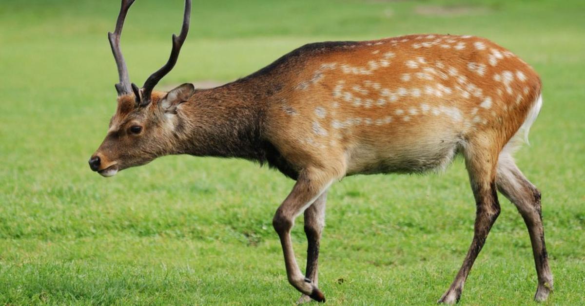 Iconic view of the Sika Deer, or Cervus nippon, in its habitat.