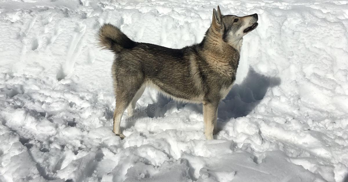 Exquisite image of Swedish Elkhound, in Indonesia known as Anjing Elkhound Swedia.