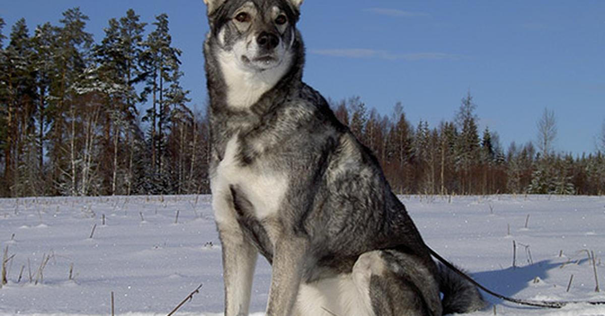 Dynamic image of the Swedish Elkhound, popularly known in Indonesia as Anjing Elkhound Swedia.