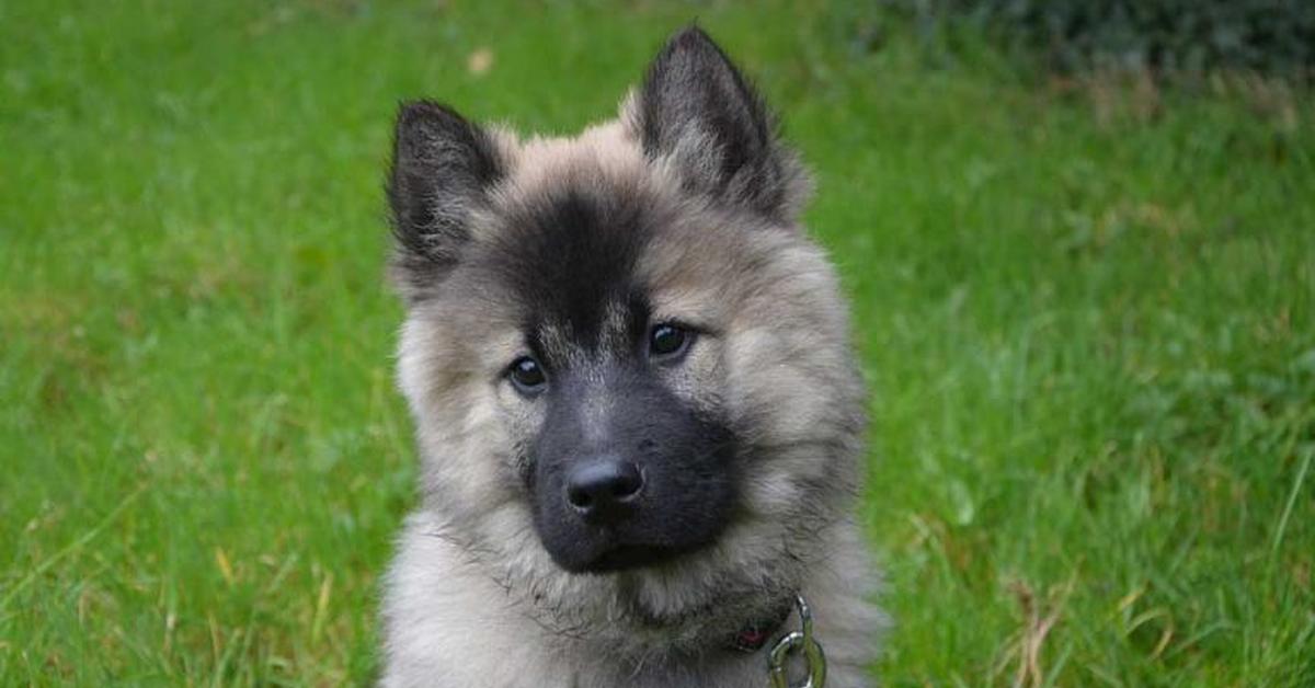 Captured moment of the Swedish Elkhound, in Indonesia known as Anjing Elkhound Swedia.