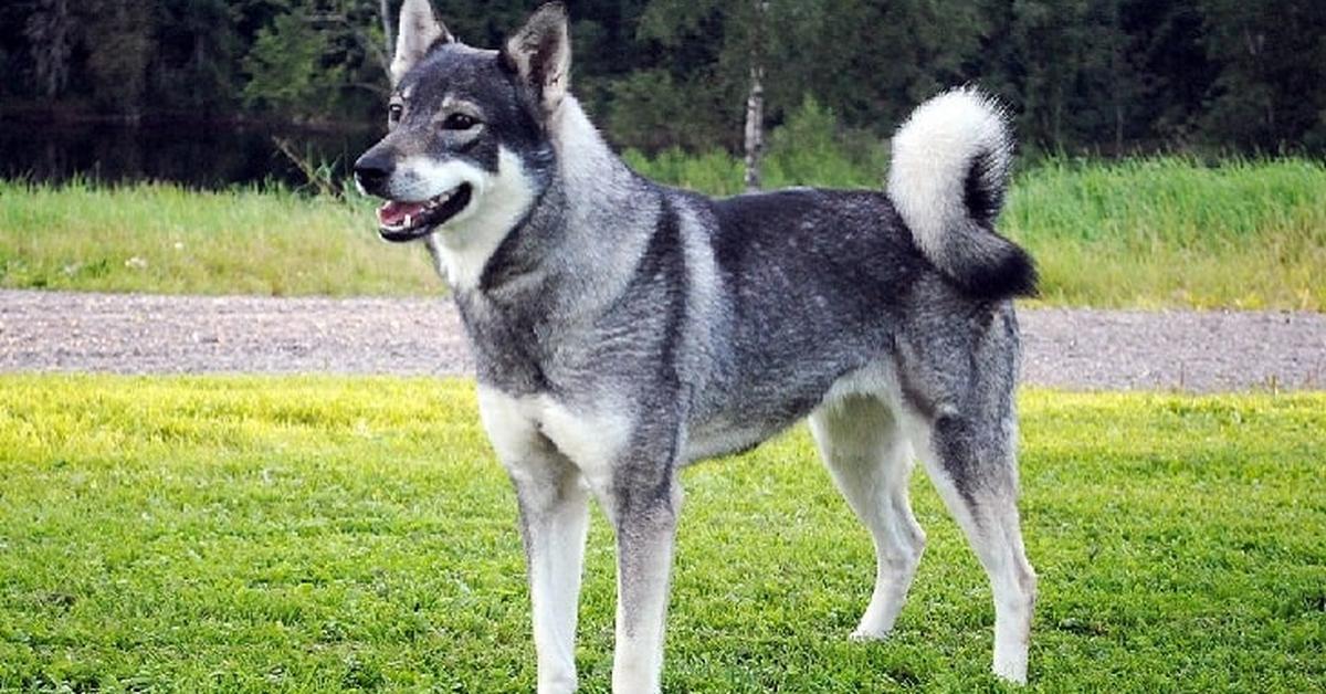 The Swedish Elkhound, an example of Canis lupus familiaris, in its natural environment.