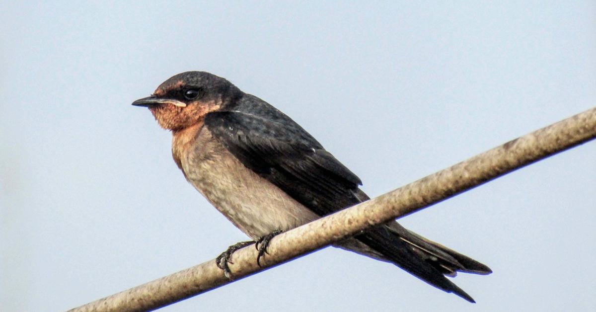 The Swallow, a species known as Tachycineta bicolor, in its natural splendor.