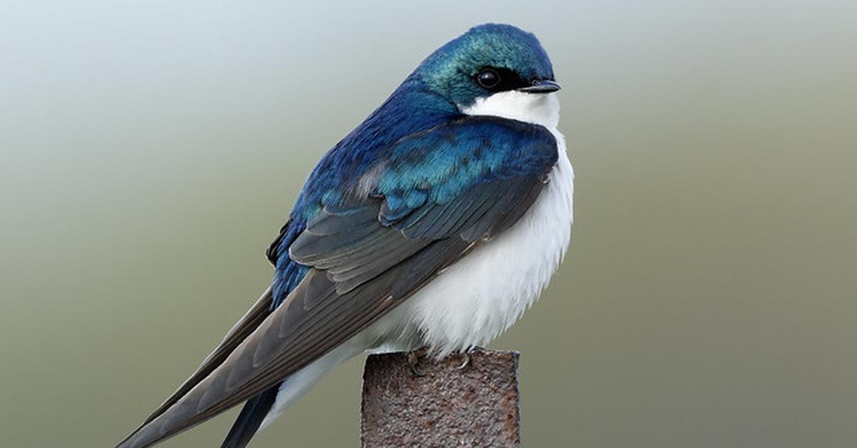 Detailed shot of the Swallow, or Tachycineta bicolor, in its natural setting.