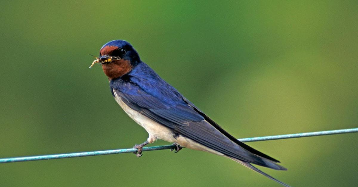 Snapshot of the intriguing Swallow, scientifically named Tachycineta bicolor.