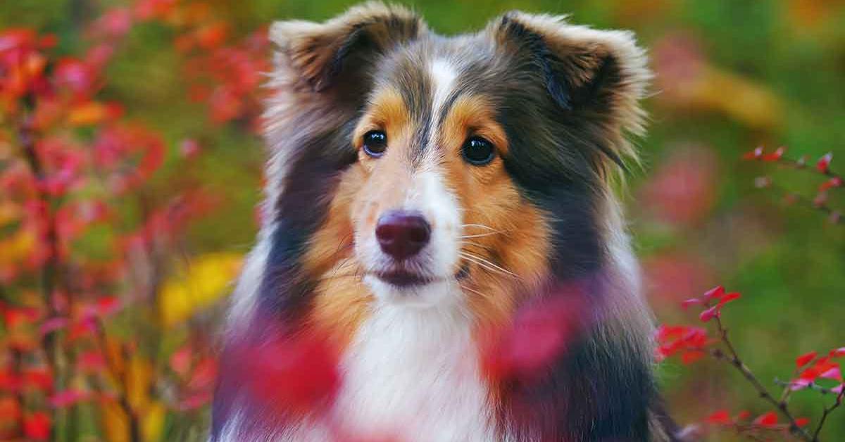 A look at the Shetland Sheepdog, also recognized as Anjing Shetland Sheepdog in Indonesian culture.