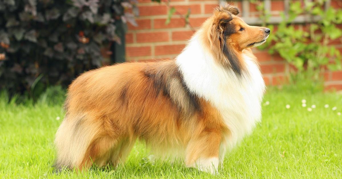 Portrait of a Shetland Sheepdog, a creature known scientifically as Canis lupus.