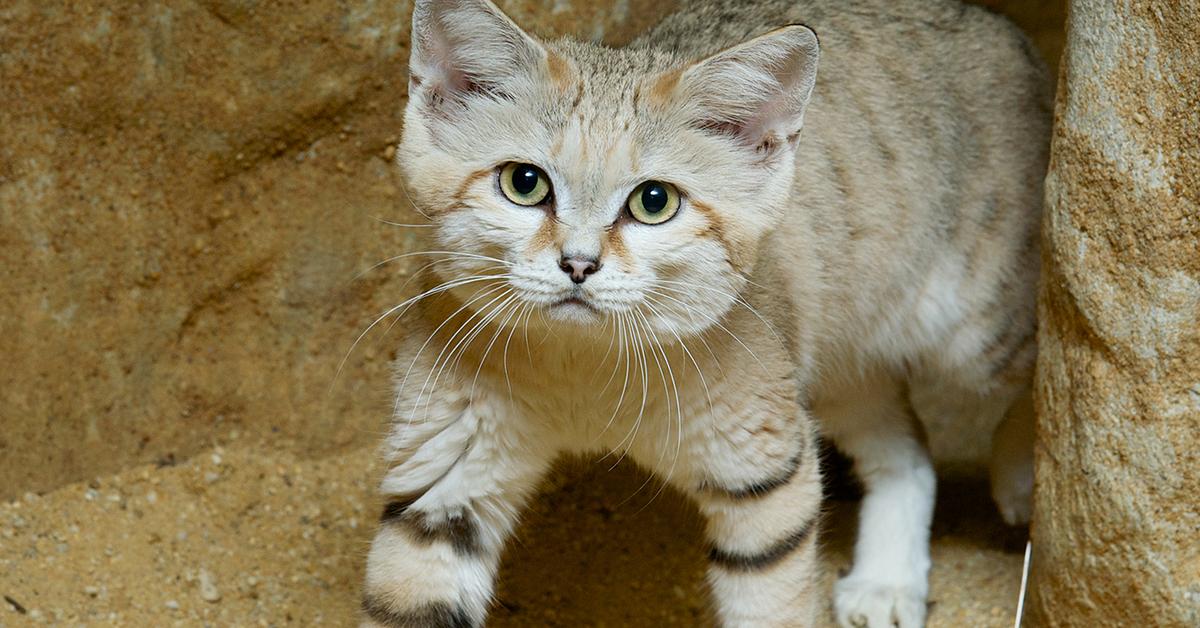 Detailed shot of the Sand Cat, or Felis margarita, in its natural setting.