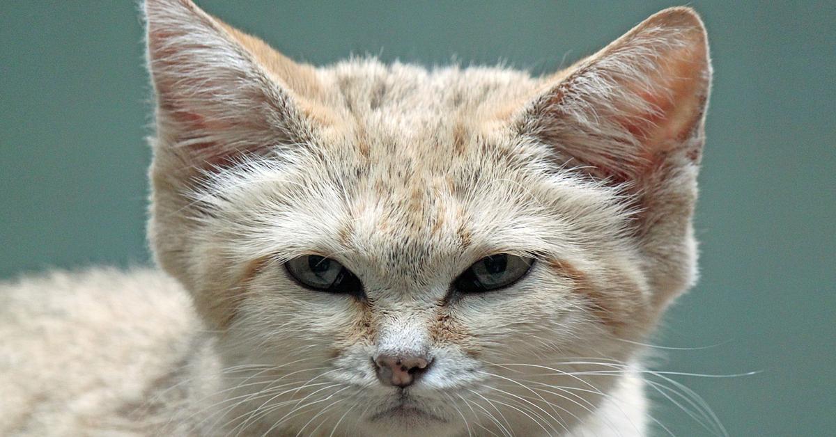 Close-up view of the Sand Cat, known as Kucing Pasir in Indonesian.