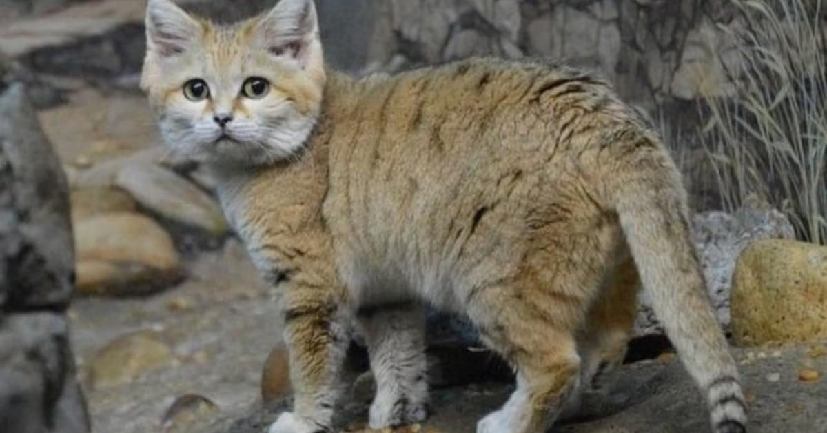 Exquisite image of Sand Cat, in Indonesia known as Kucing Pasir.