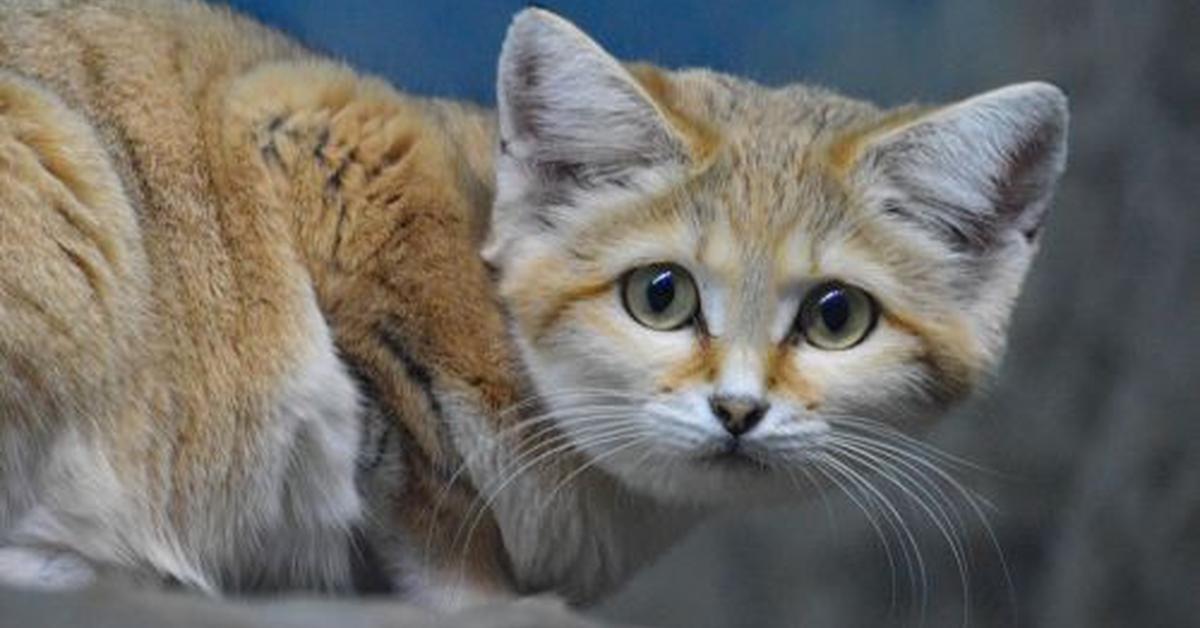 Stunning image of the Sand Cat (Felis margarita), a wonder in the animal kingdom.