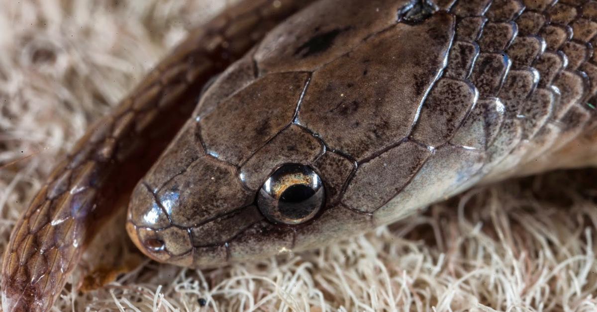 Close-up view of the Smooth Earth Snake, known as Ular Tanah Halus in Indonesian.