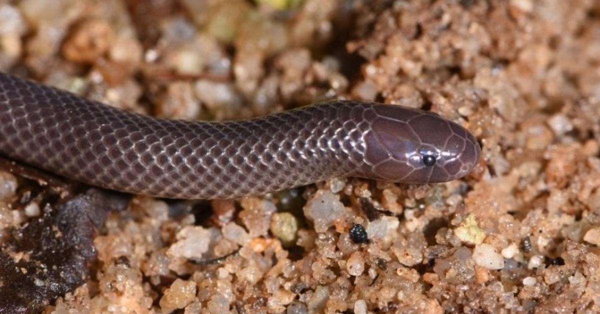 Close-up view of the Smooth Earth Snake, known as Ular Tanah Halus in Indonesian.