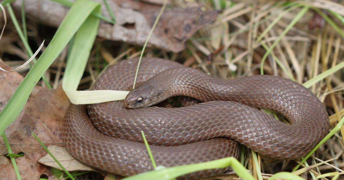 The fascinating Smooth Earth Snake, scientifically known as Virginia valeriae.