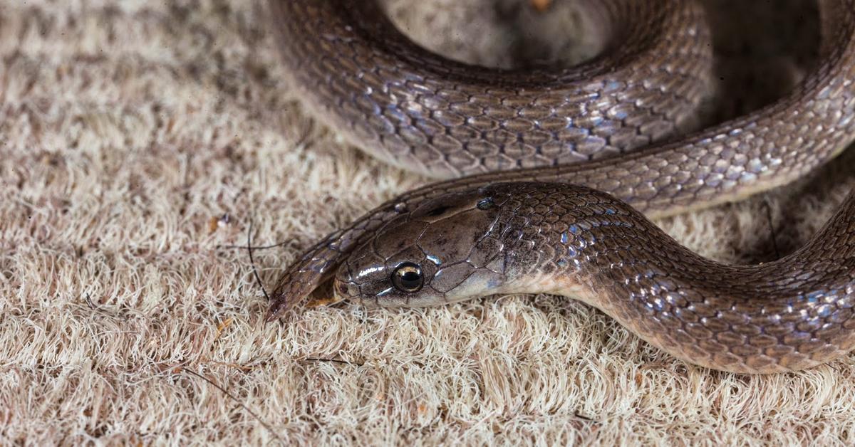 Vibrant snapshot of the Smooth Earth Snake, commonly referred to as Ular Tanah Halus in Indonesia.