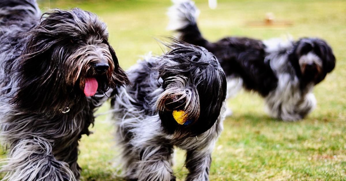 Vivid image of the Schapendoes, or Anjing Schapendoes in Indonesian context.