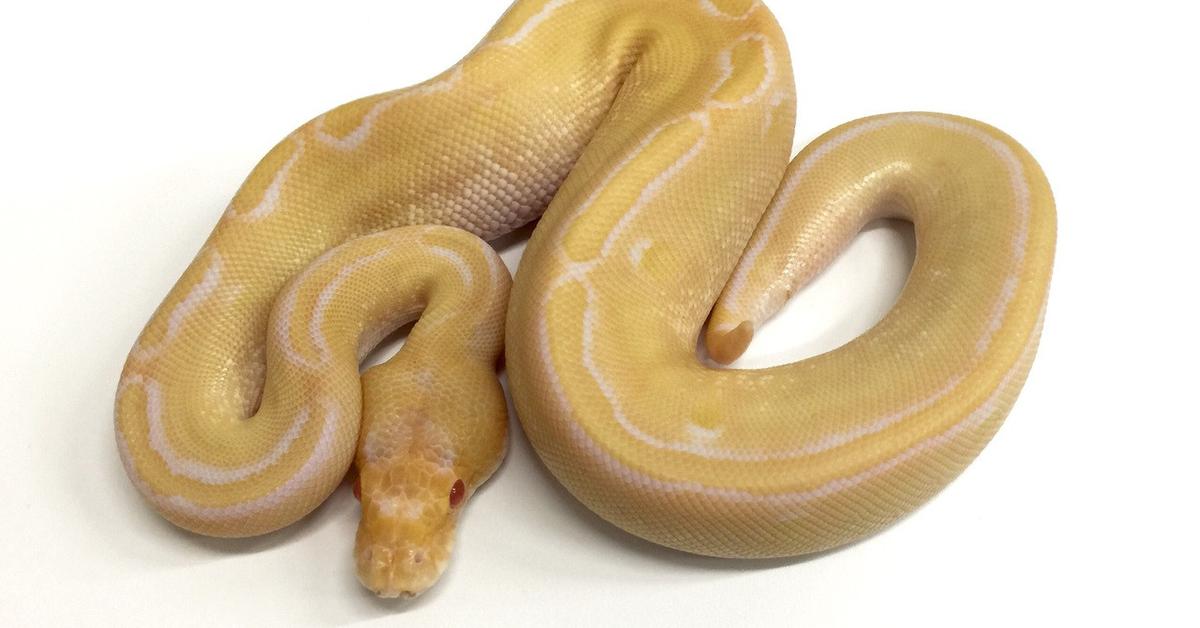 Splendid image of the Sunset Ball Python, with the scientific name Python regius.