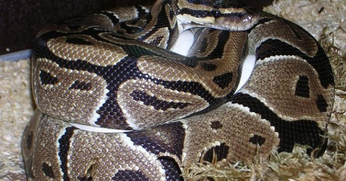 Stunning image of the Sunset Ball Python (Python regius), a wonder in the animal kingdom.