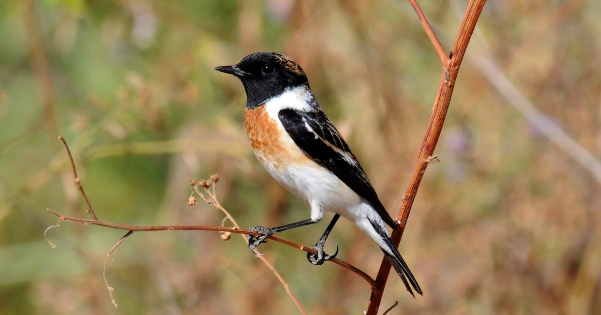 Portrait of a Stonechat, a creature known scientifically as Saxicola torquatus.