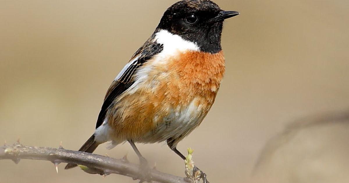 Image showcasing the Stonechat, known in Indonesia as Burung Batu.