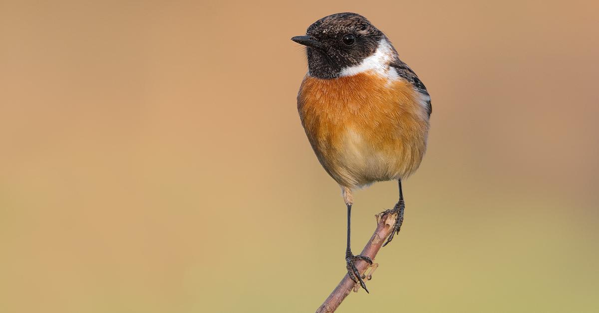 Splendid image of the Stonechat, with the scientific name Saxicola torquatus.