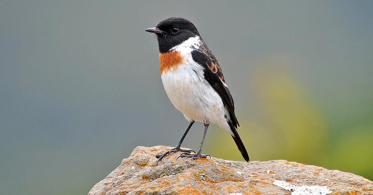 Vivid image of the Stonechat, or Burung Batu in Indonesian context.