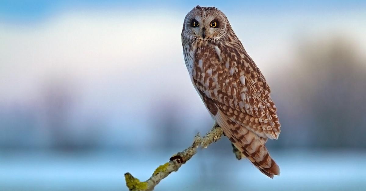 The elegant Short-Eared Owl (Asio flammeus), a marvel of nature.