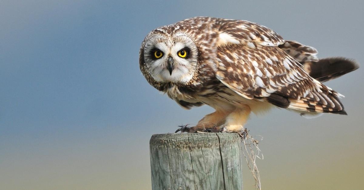 Visual of Short-Eared Owl, or Burung Hantu Telinga Pendek in Indonesian, showcasing its beauty.