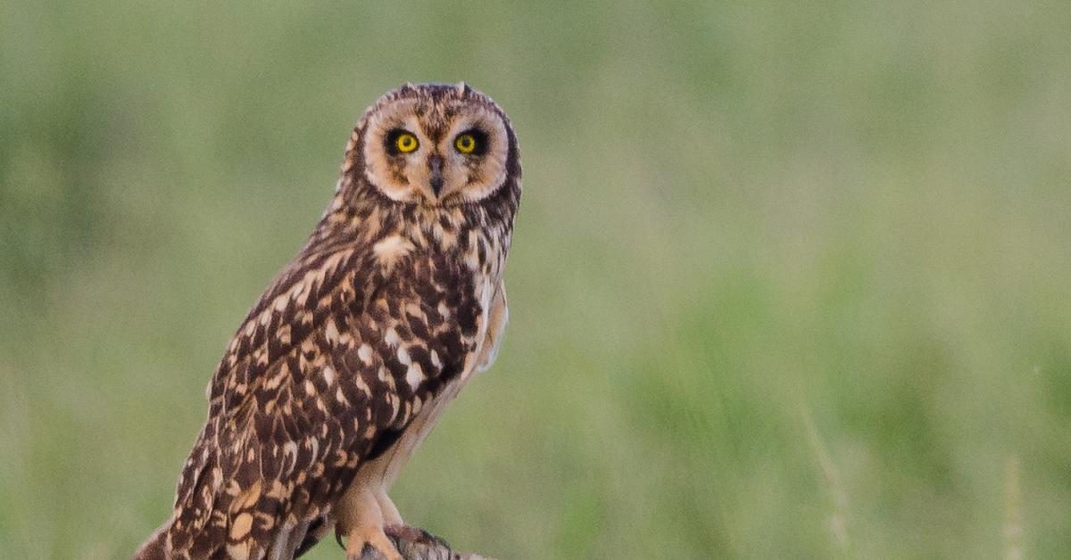 Captivating view of the Short-Eared Owl, known in Bahasa Indonesia as Burung Hantu Telinga Pendek.