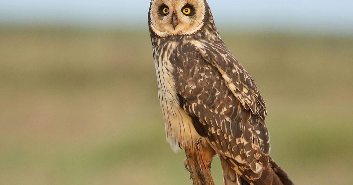 Stunning depiction of Short-Eared Owl, also referred to as Asio flammeus.