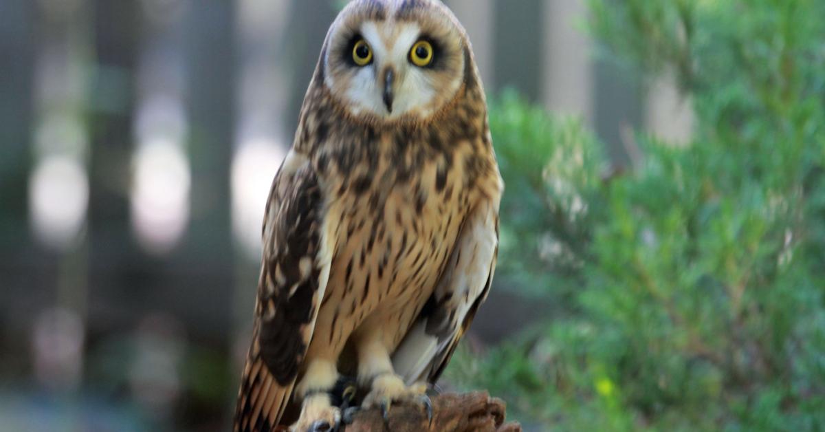 Enchanting Short-Eared Owl, a species scientifically known as Asio flammeus.