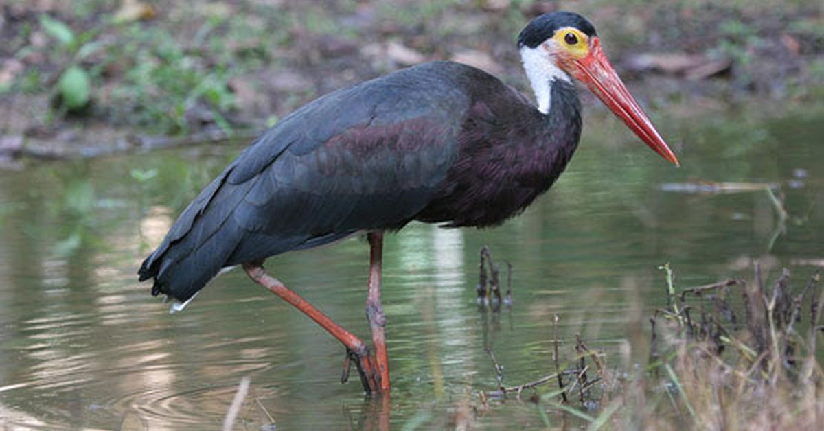 Engaging shot of the Sarus Crane, recognized in Indonesia as Burung Bangau Sarus.