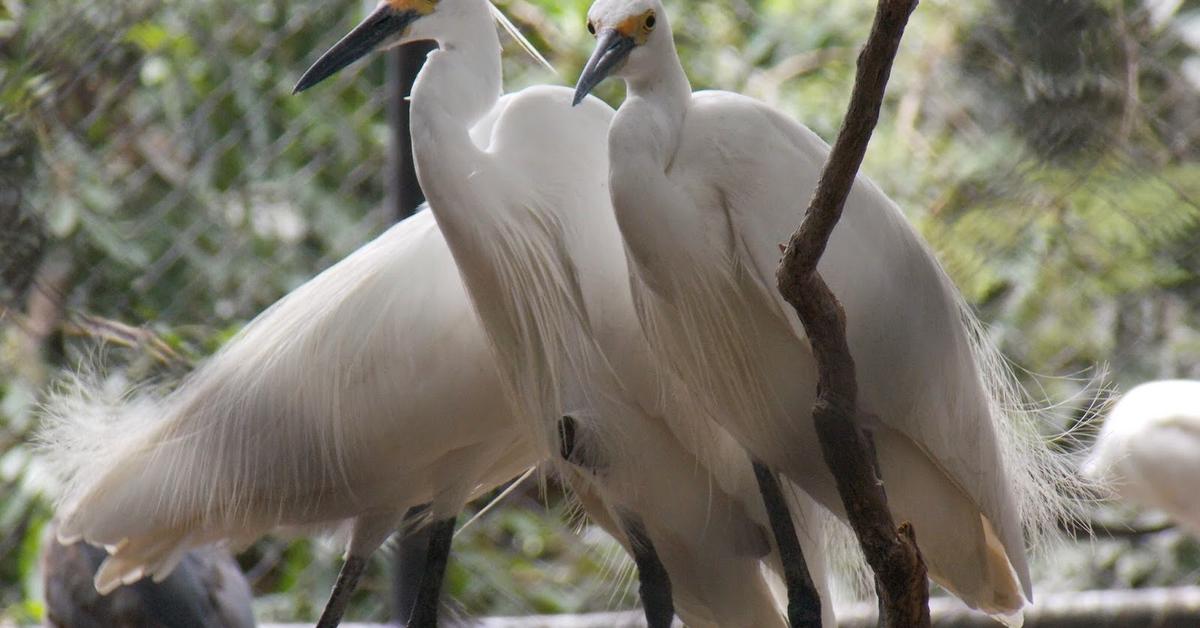 Image showcasing the Sarus Crane, known in Indonesia as Burung Bangau Sarus.