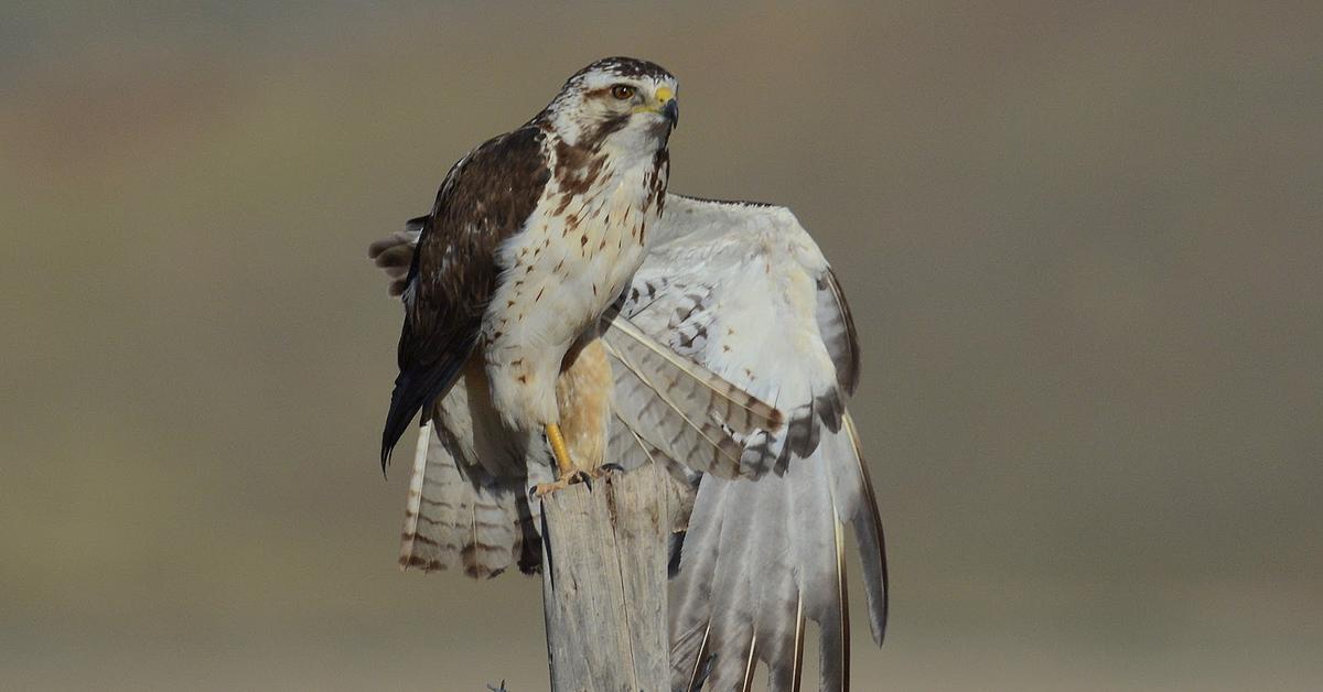 Elegant Swainsons Hawk in its natural habitat, called Elang Swainsons in Indonesia.