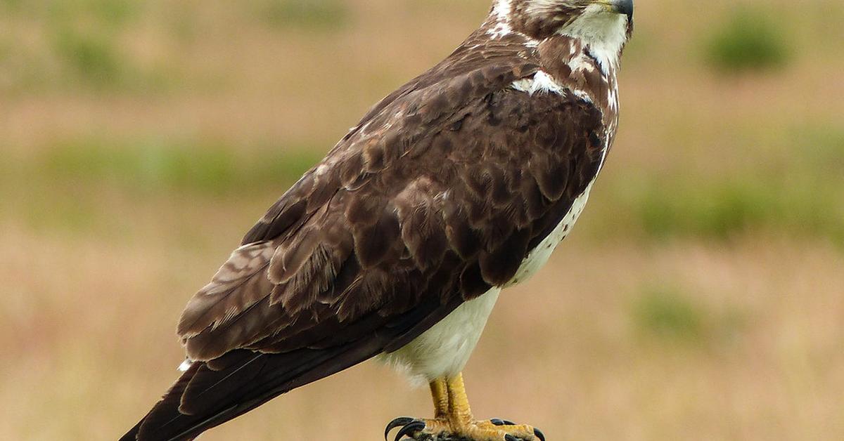 Engaging shot of the Swainsons Hawk, recognized in Indonesia as Elang Swainsons.