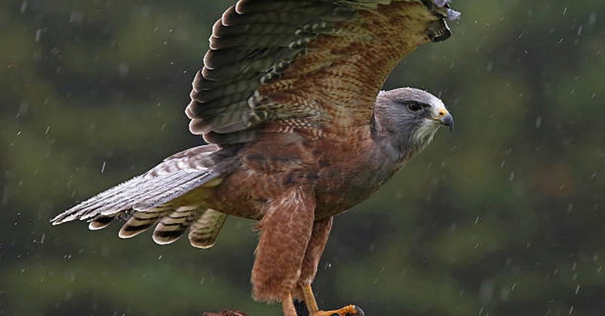 Glimpse of the Swainsons Hawk, known in the scientific community as Buteo swainsoni.