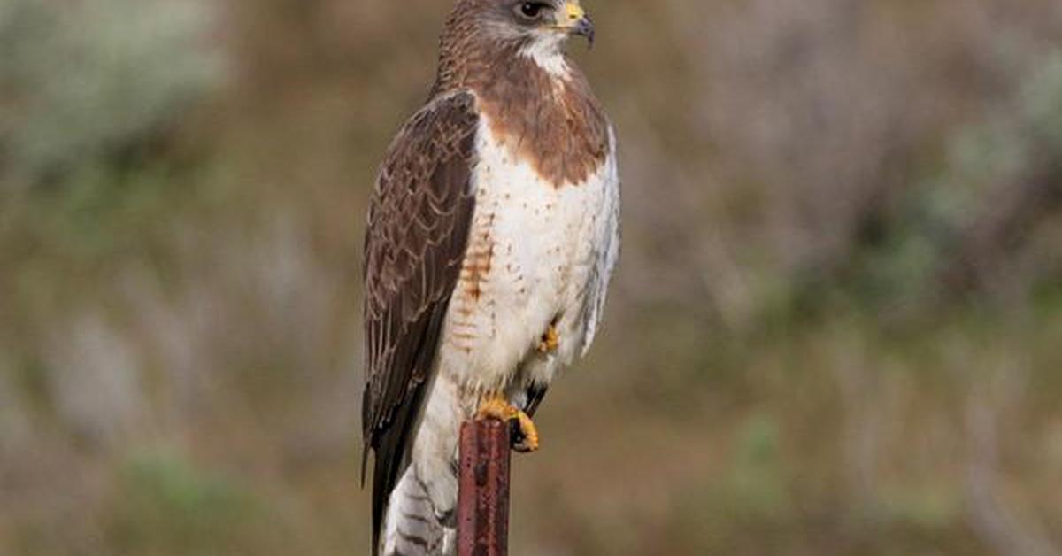 The Swainsons Hawk, an example of Buteo swainsoni, in its natural environment.