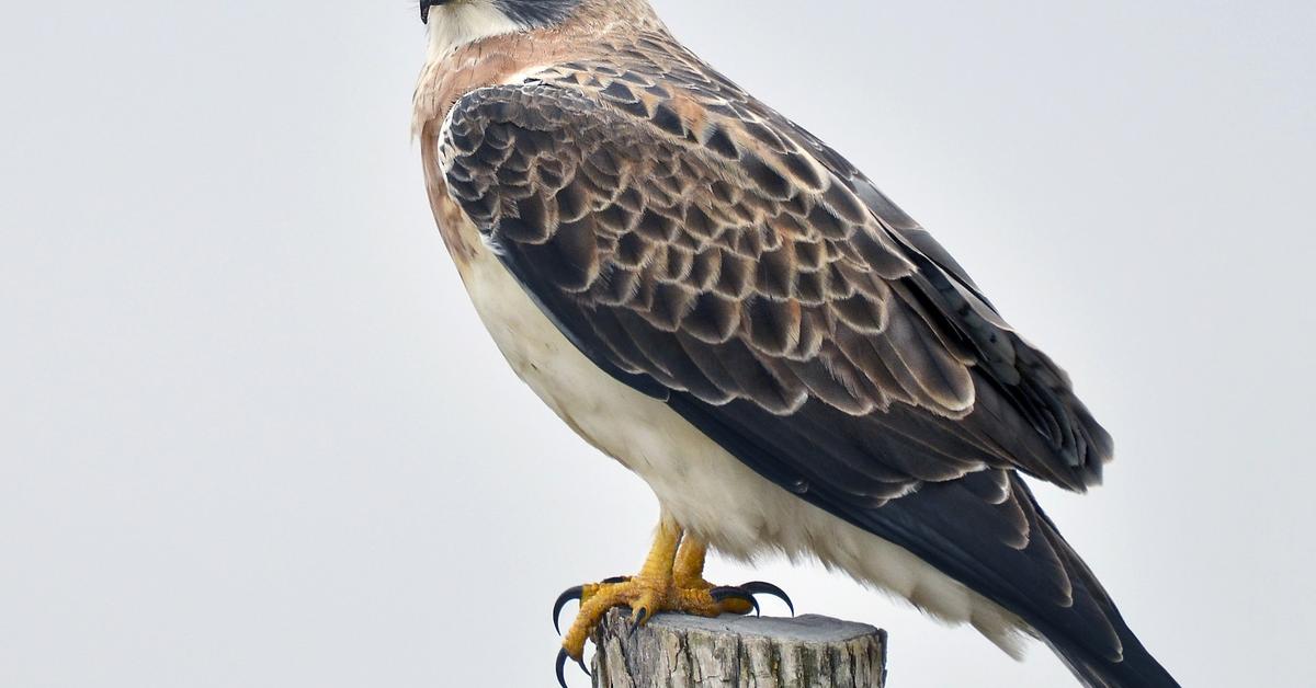 Photographic depiction of the unique Swainsons Hawk, locally called Elang Swainsons.