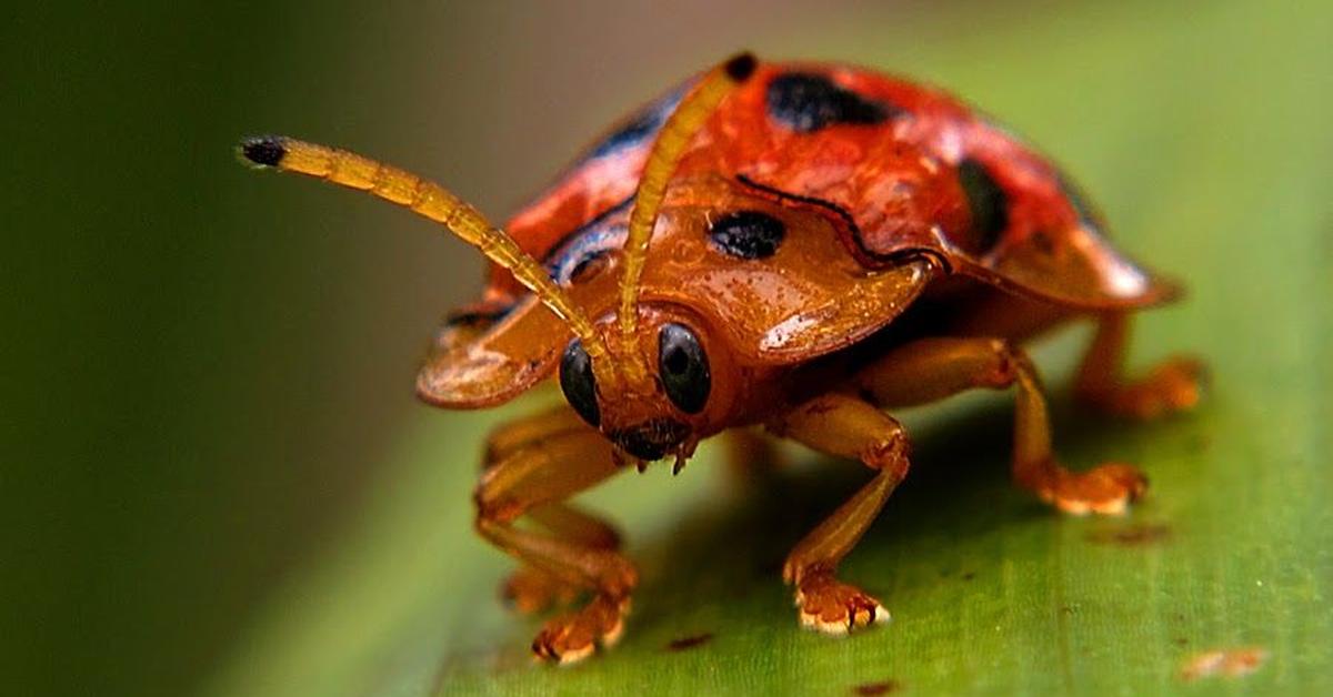 Captured elegance of the Spider Beetle, known in Indonesia as Kumbang Laba-Laba.