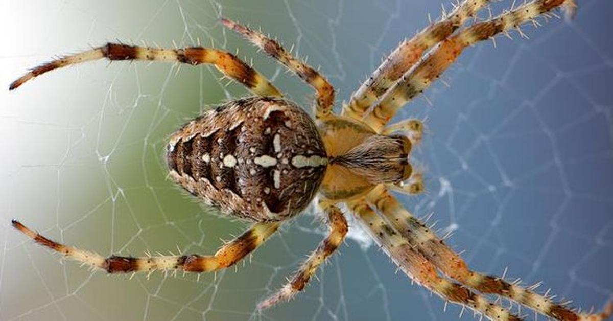 Striking appearance of the Spider Beetle, known in scientific circles as Niptus hololeucus.