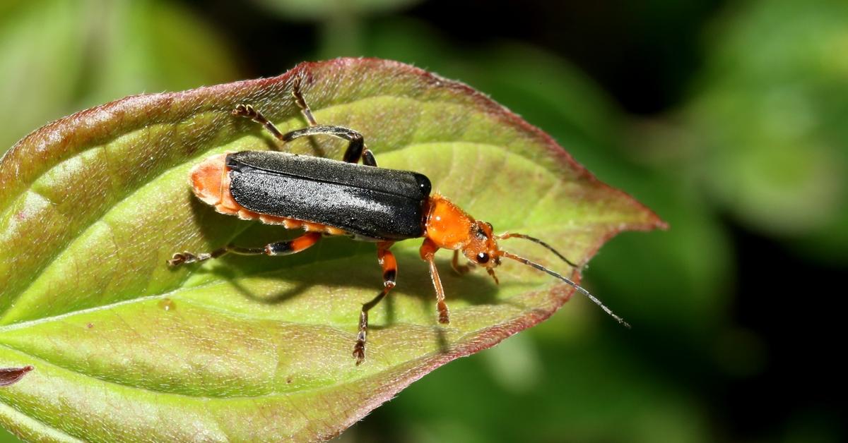 The Soldier Beetle in its natural beauty, locally called Kumbang Prajurit.