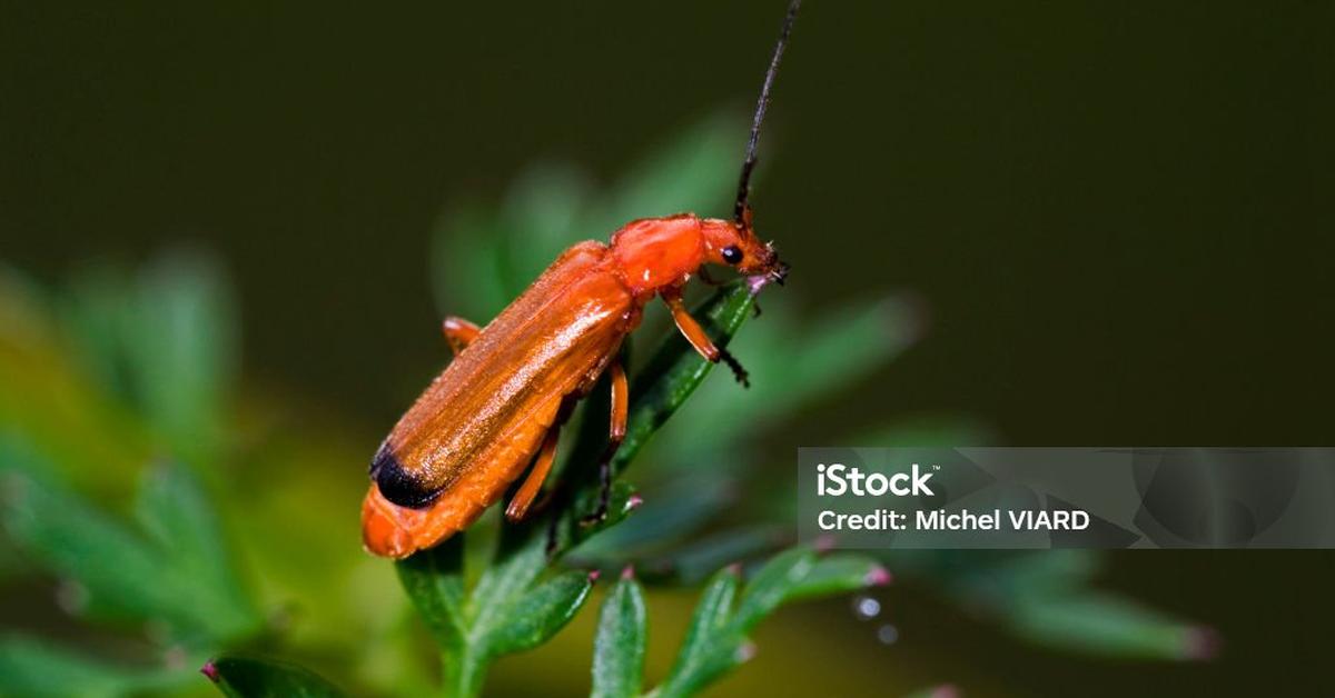 Glimpse of the Soldier Beetle, known in the scientific community as Cantharidae.