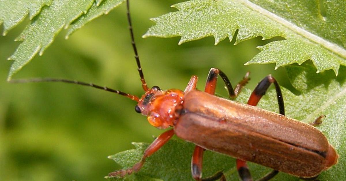 The remarkable Soldier Beetle (Cantharidae), a sight to behold.