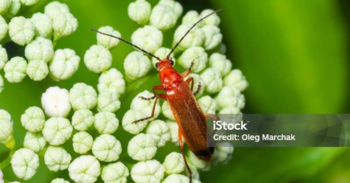 Elegant portrayal of the Soldier Beetle, also known as Cantharidae.