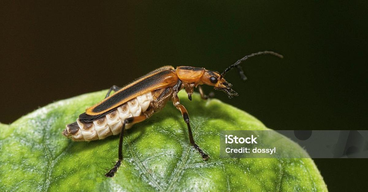 Natural elegance of the Soldier Beetle, scientifically termed Cantharidae.