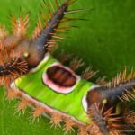 Detailed shot of the Saddleback Caterpillar, or Acharia stimulea, in its natural setting.