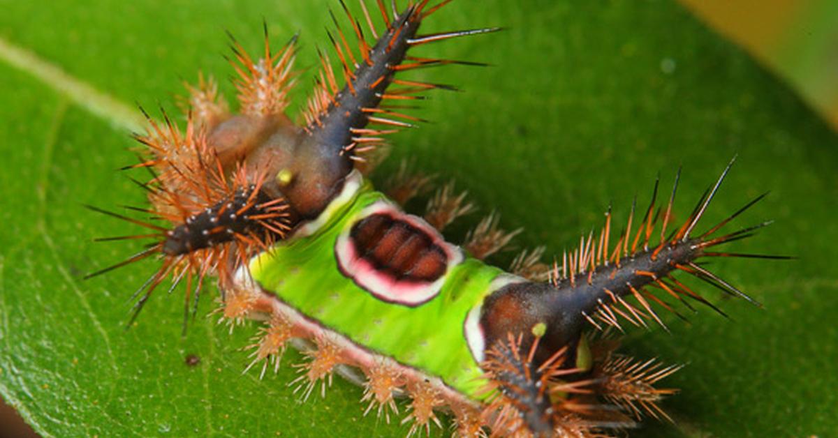 Captivating view of the Saddleback Caterpillar, known in Bahasa Indonesia as Ulat Saddleback.